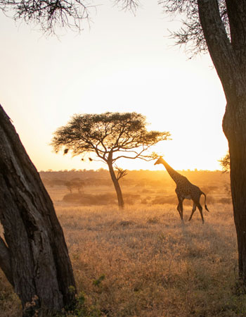 Tanzania